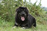 DOGUE DU TIBET 857